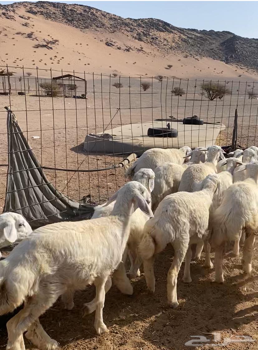 رخال مقنوي مراح العدد 15 الموقع الحناكيه64367712518146113