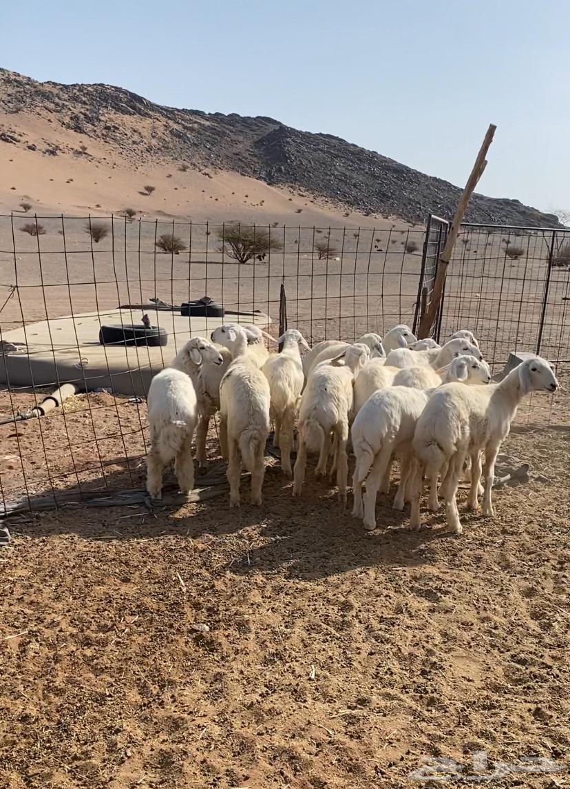 رخال مقنوي مراح العدد 15 الموقع الحناكيه64367712518146112