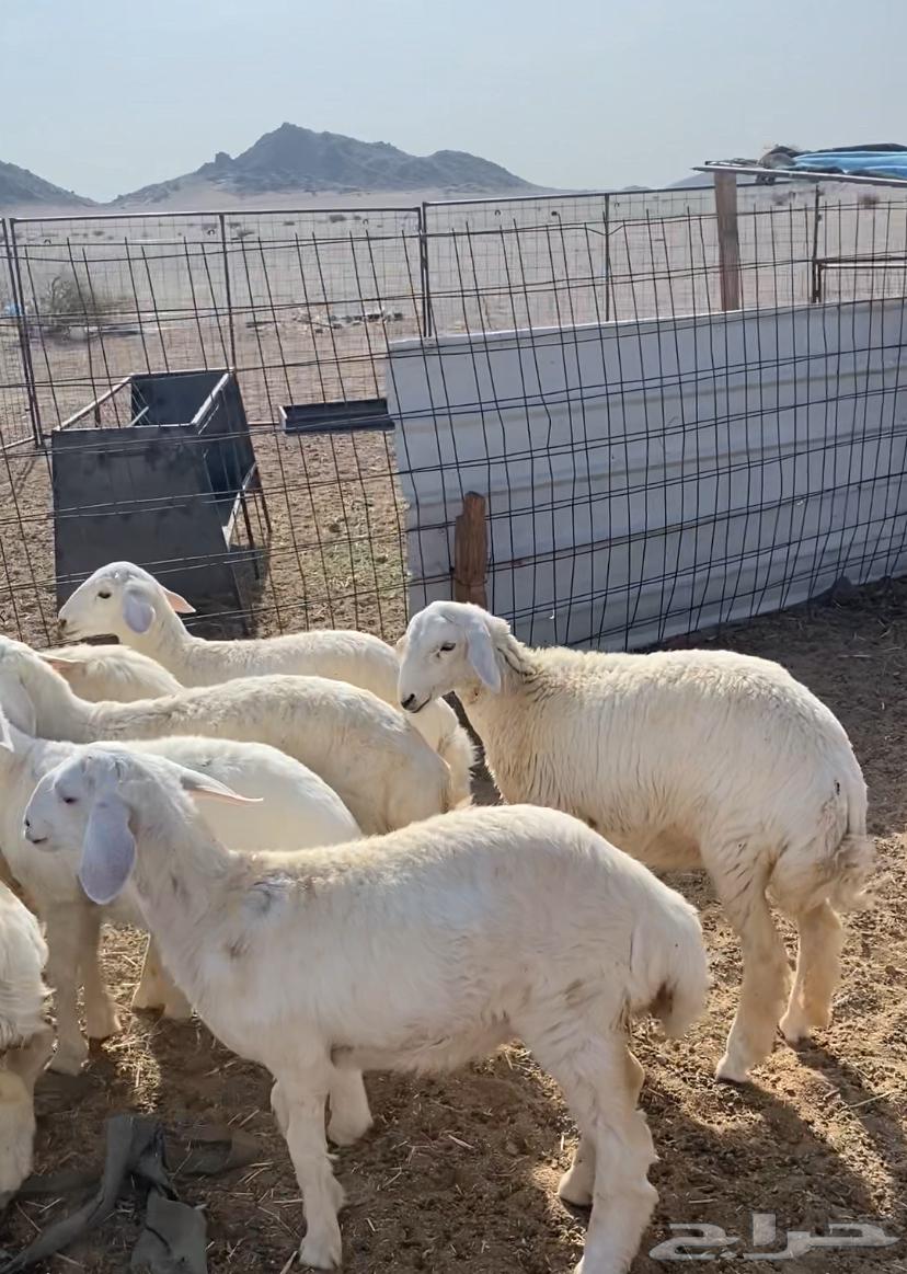 رخال مقنوي مراح العدد 15 الموقع الحناكيه64367712518146111