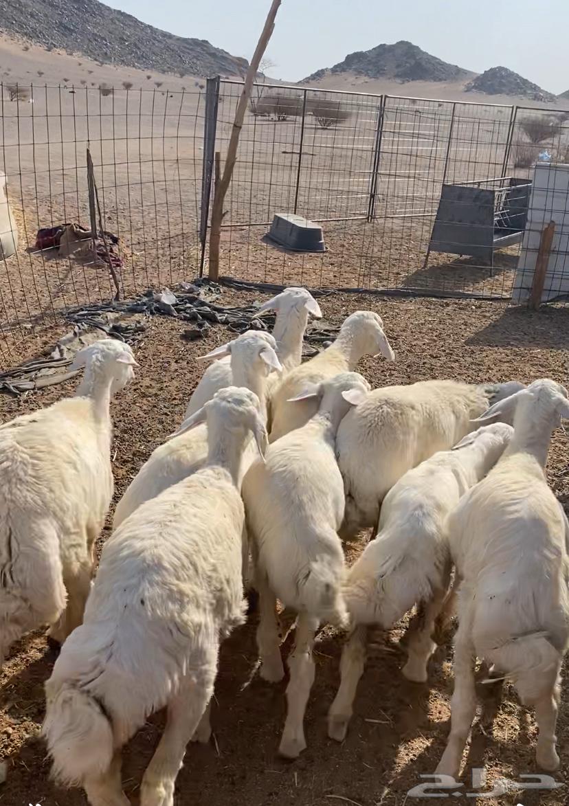 رخال مقنوي مراح العدد 15 الموقع الحناكيه64367712518146110