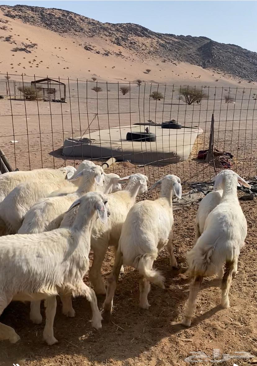 رخال مقنوي مراح العدد 15 الموقع الحناكيه64367712518146114