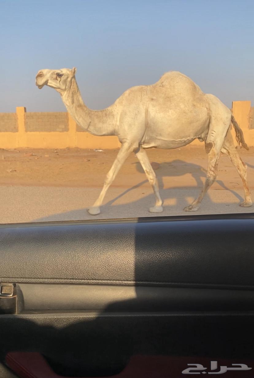 للبيع لقحه64373980096642110