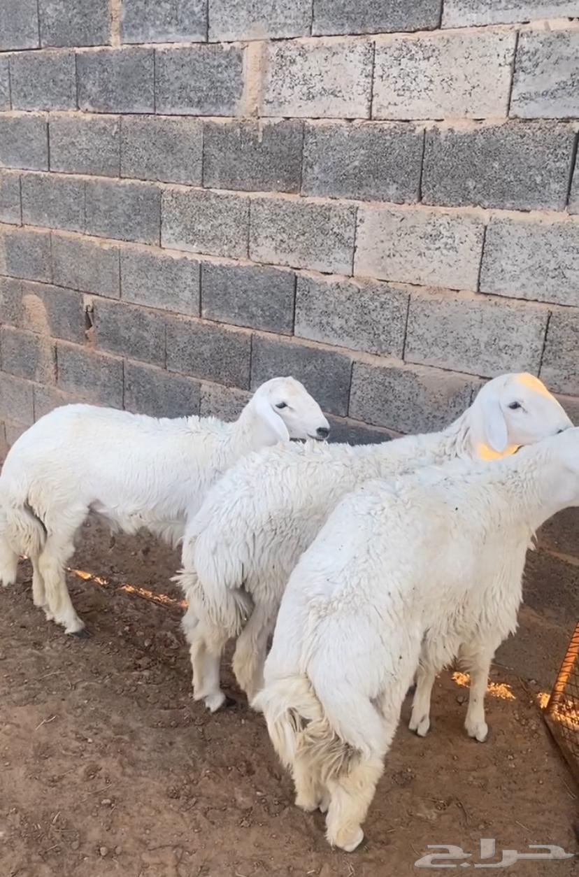 خرفان حري64367493640577110