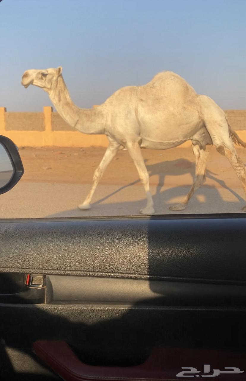 للبيع لقحه64373980096642111