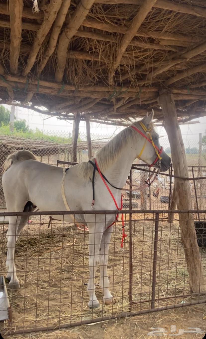 خيل شعبي64364485339010112