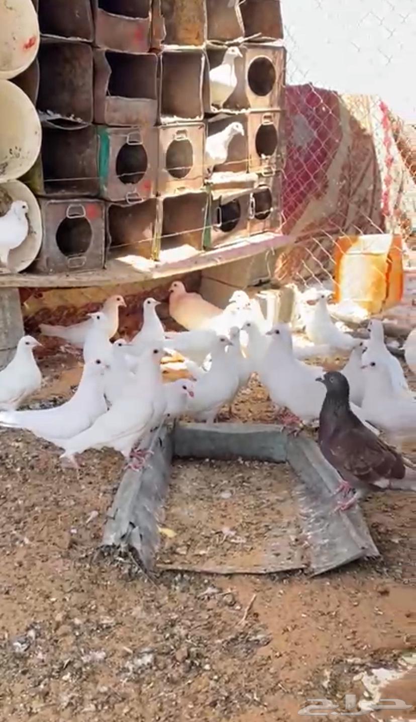 البيع طبت حمام فرنسي64370987006978110