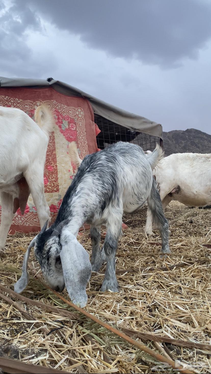 جفره للبيع64373536534146111