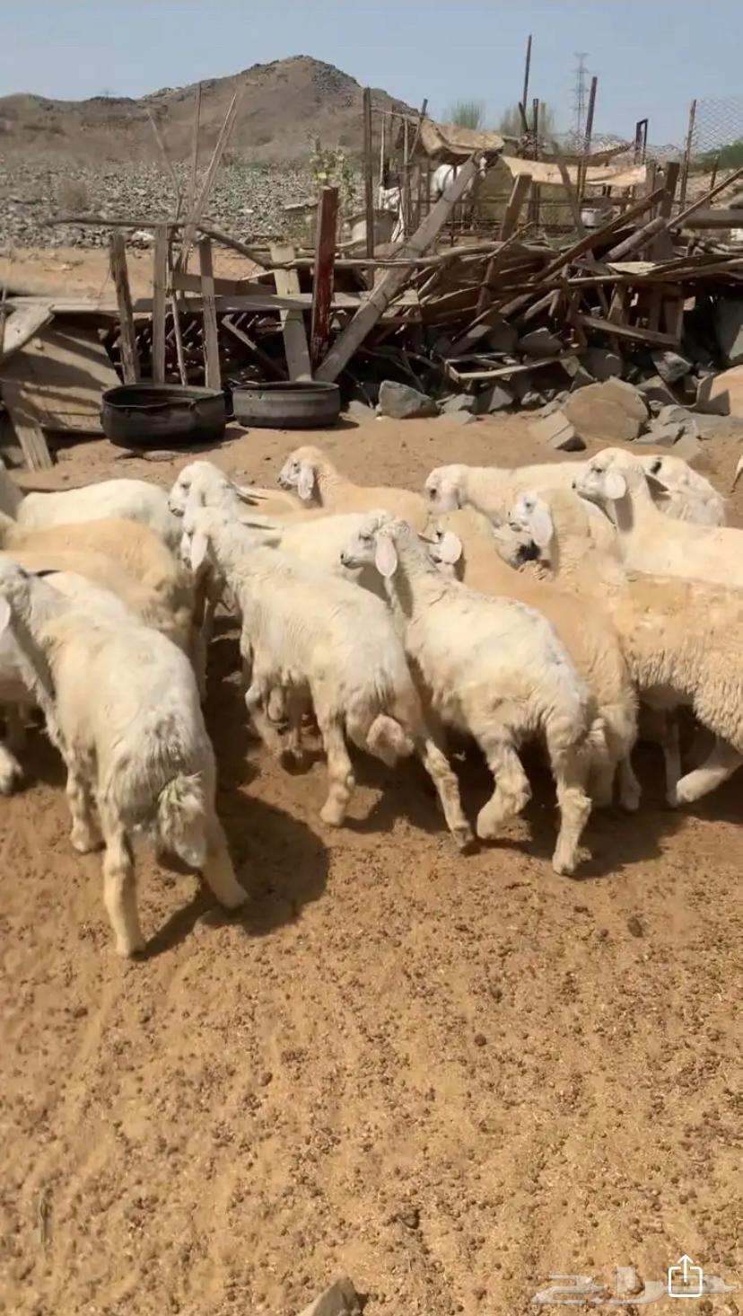 Fresh slaughtered lamb, sheep and goats available with installment payment64366336846977113