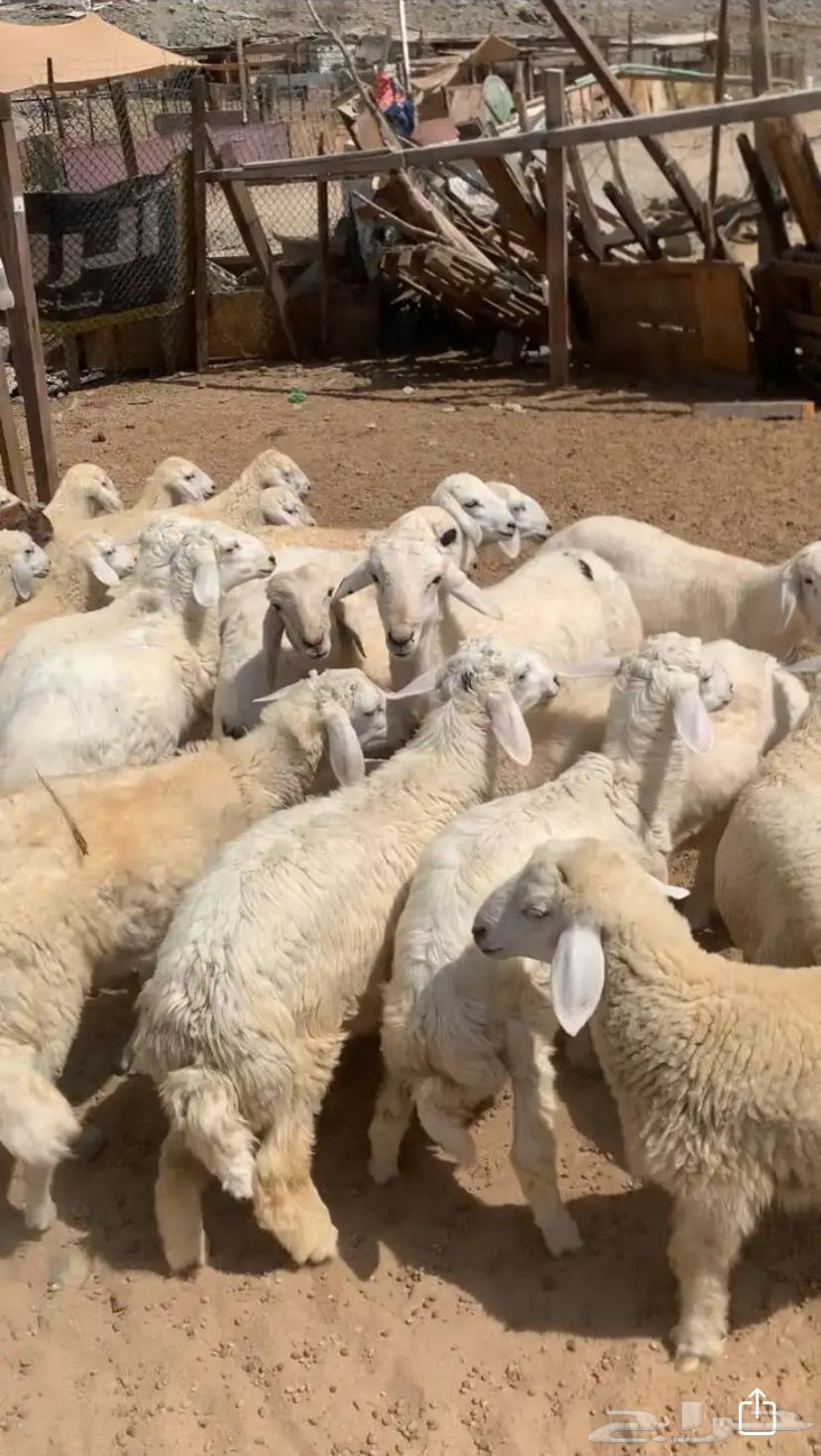 Fresh slaughtered lamb, sheep and goats available with installment payment64366336846977112