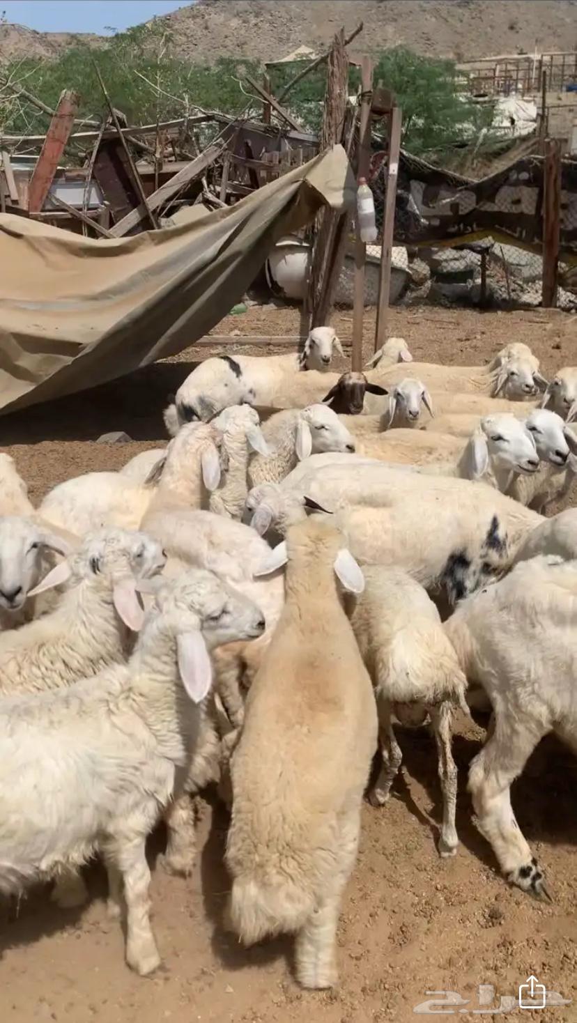 Fresh slaughtered lamb, sheep and goats available with installment payment64366336846977111