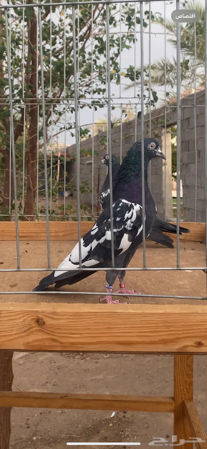 للبيع جوز رام64375798324995110