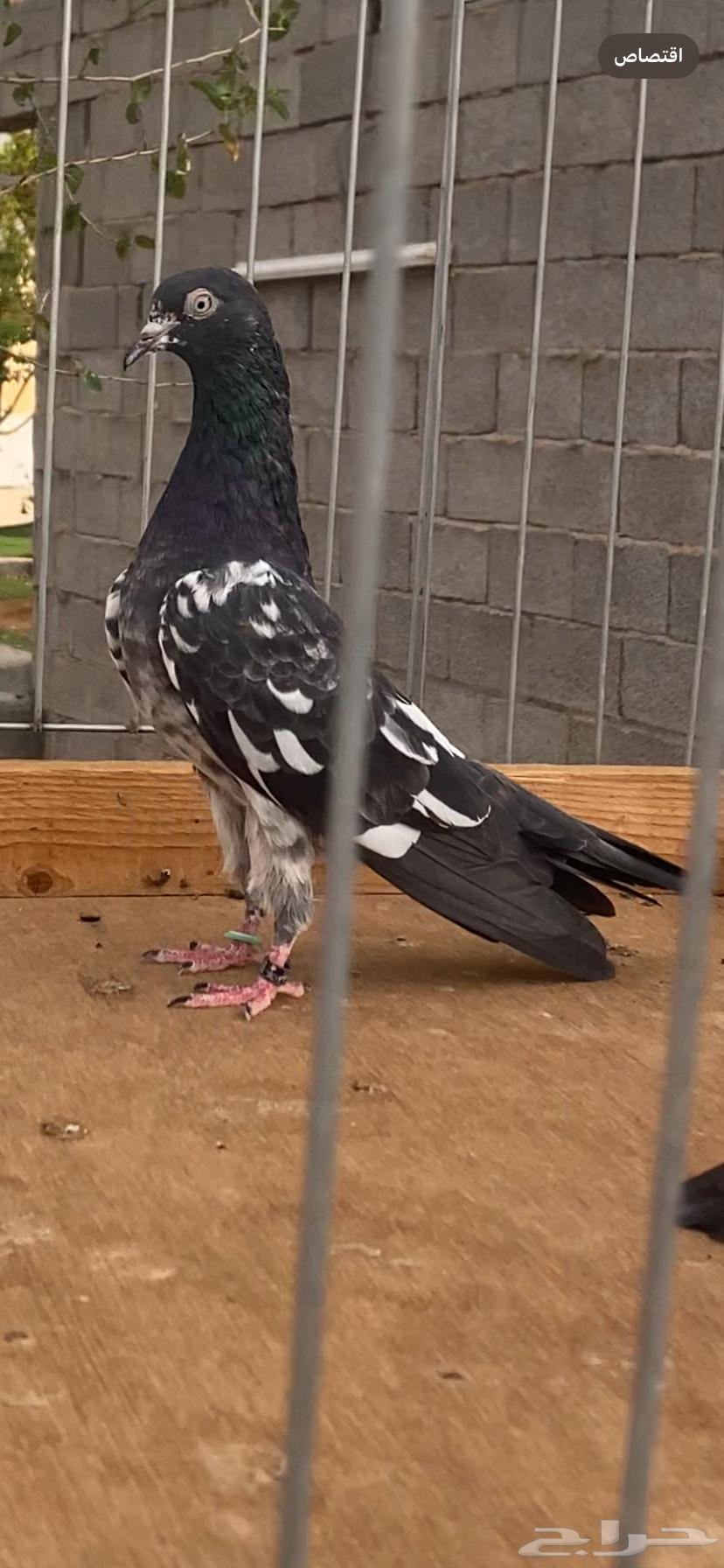 للبيع جوز رام64375798324995111