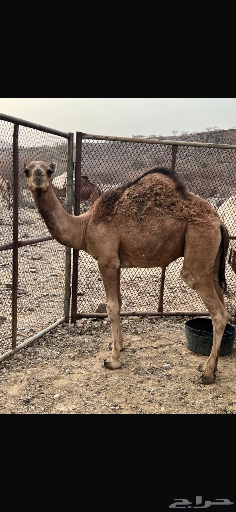 حشو قعدان للبيع64364409911299112