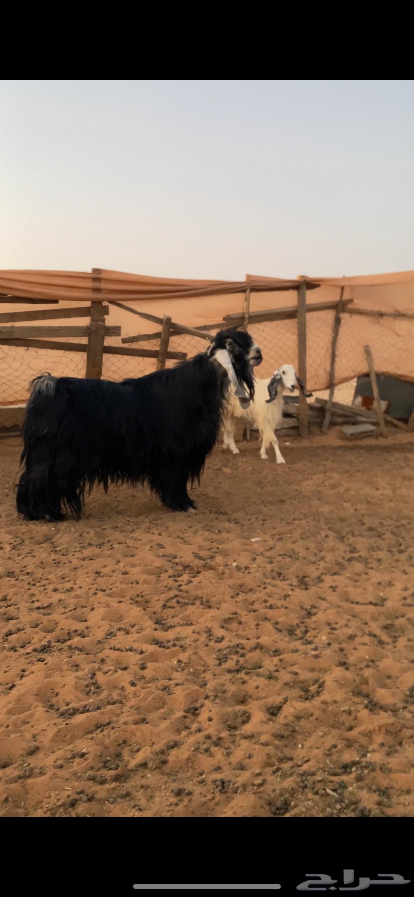 Temporary stallion64373373736321110