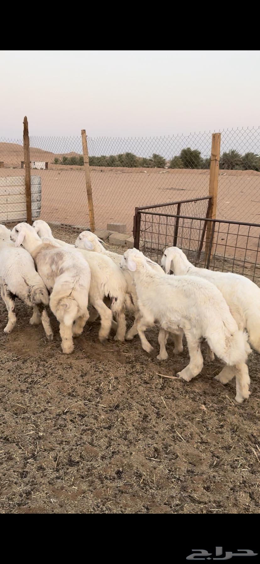 طليان حريات64373536418946113