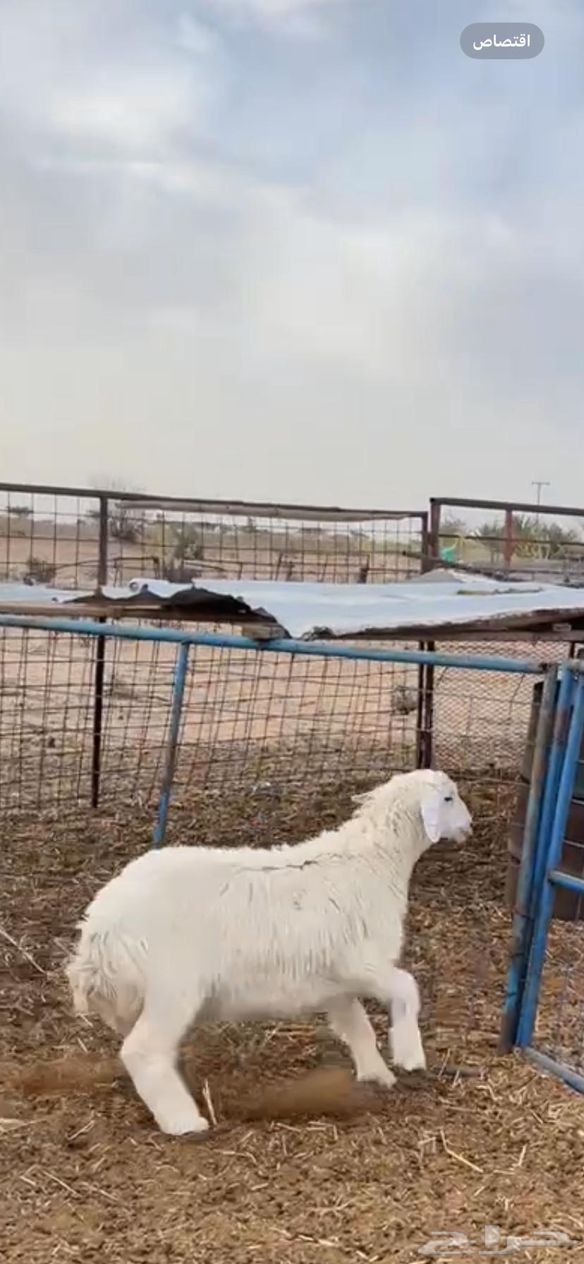 للبيع طلي طيبه وشحم64371176458753110