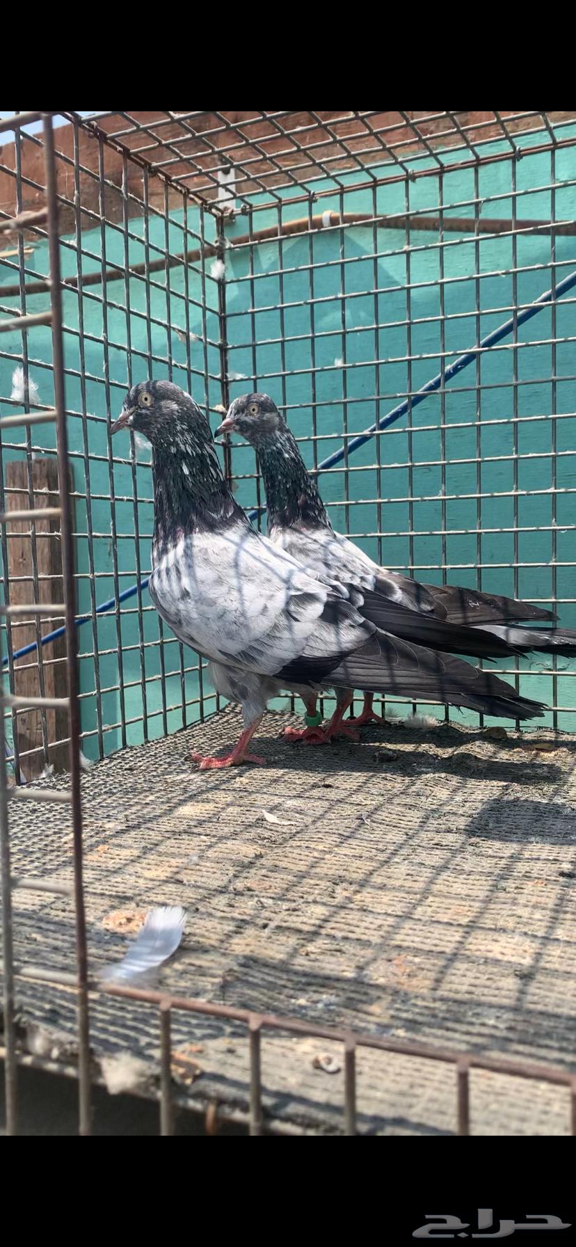 للبيع زوج سهران بوري بيور64366702951043110