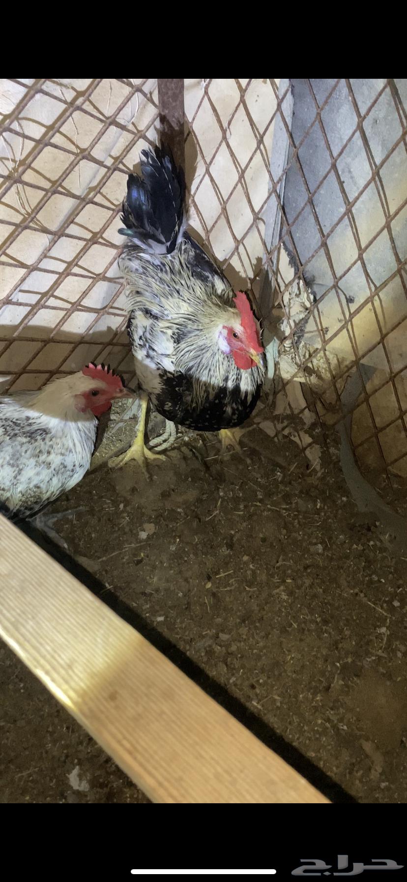 ديكه بلدي64376289437826110