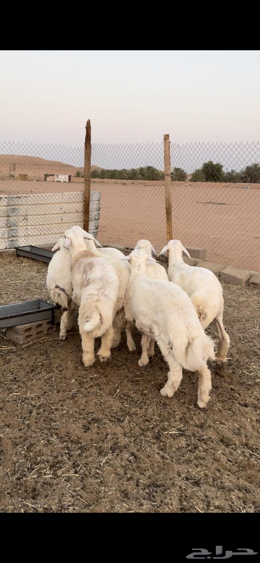 طليان حريات64373536418946110