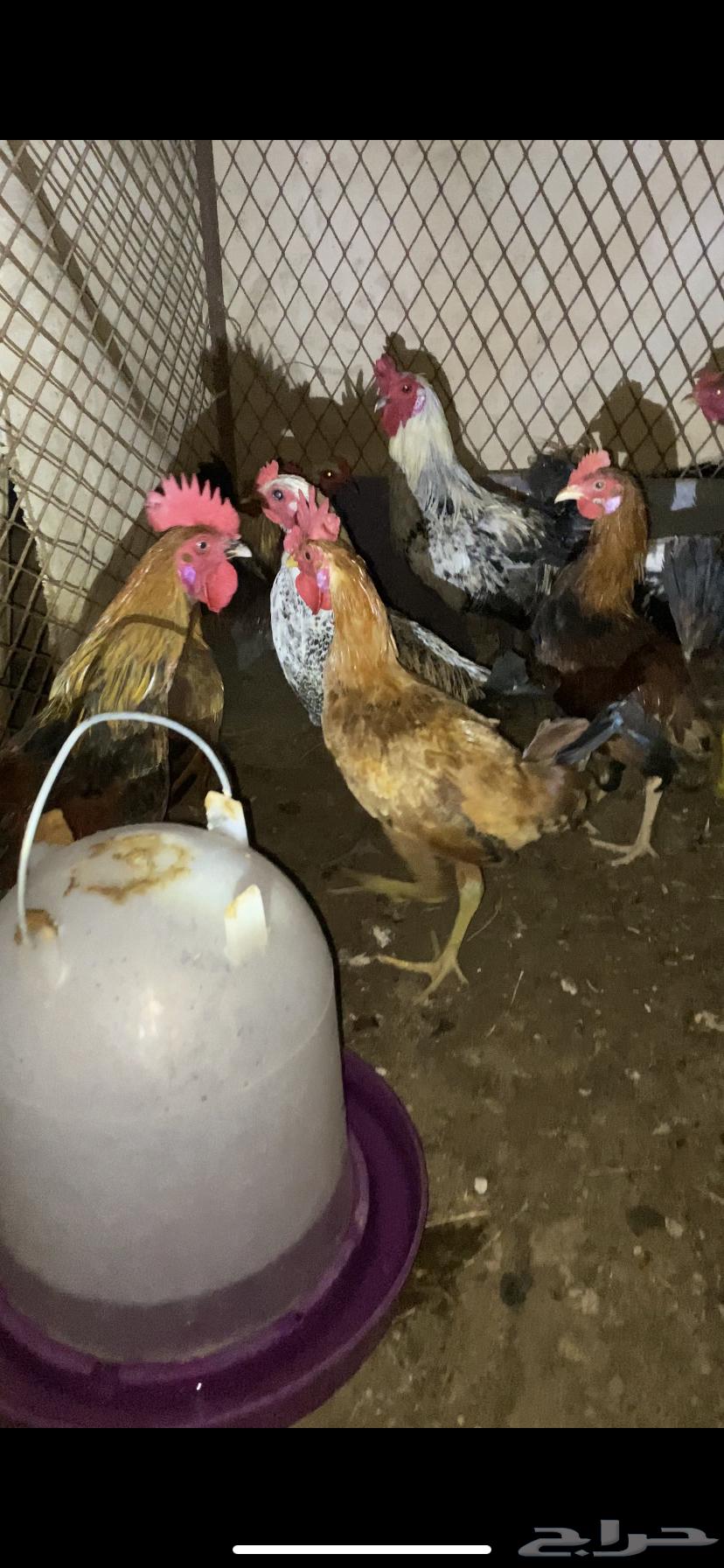 ديكه بلدي64376289437826111