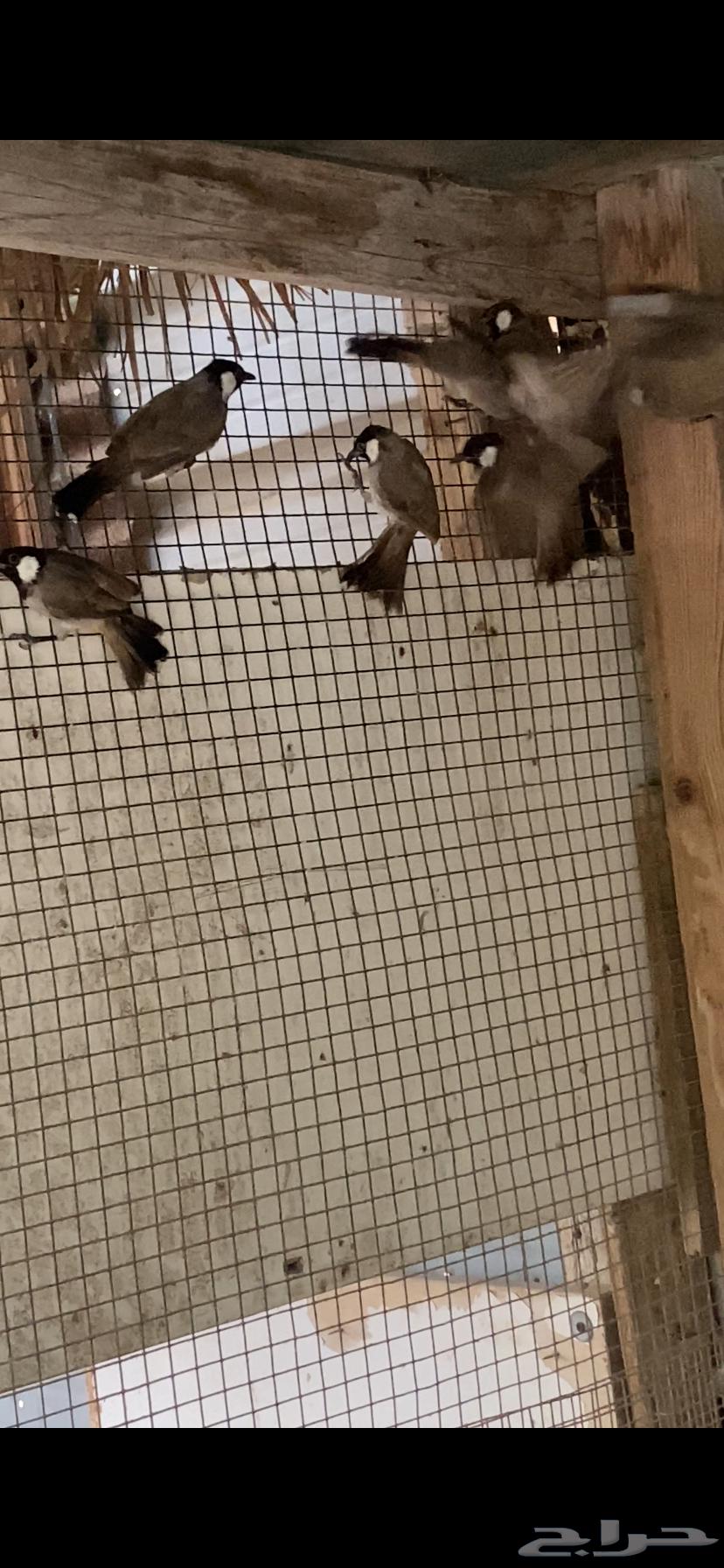 بلابيل حساوي حظيره64372375222785111