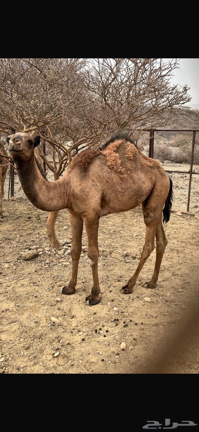 حشو قعدان للبيع64364409911299113