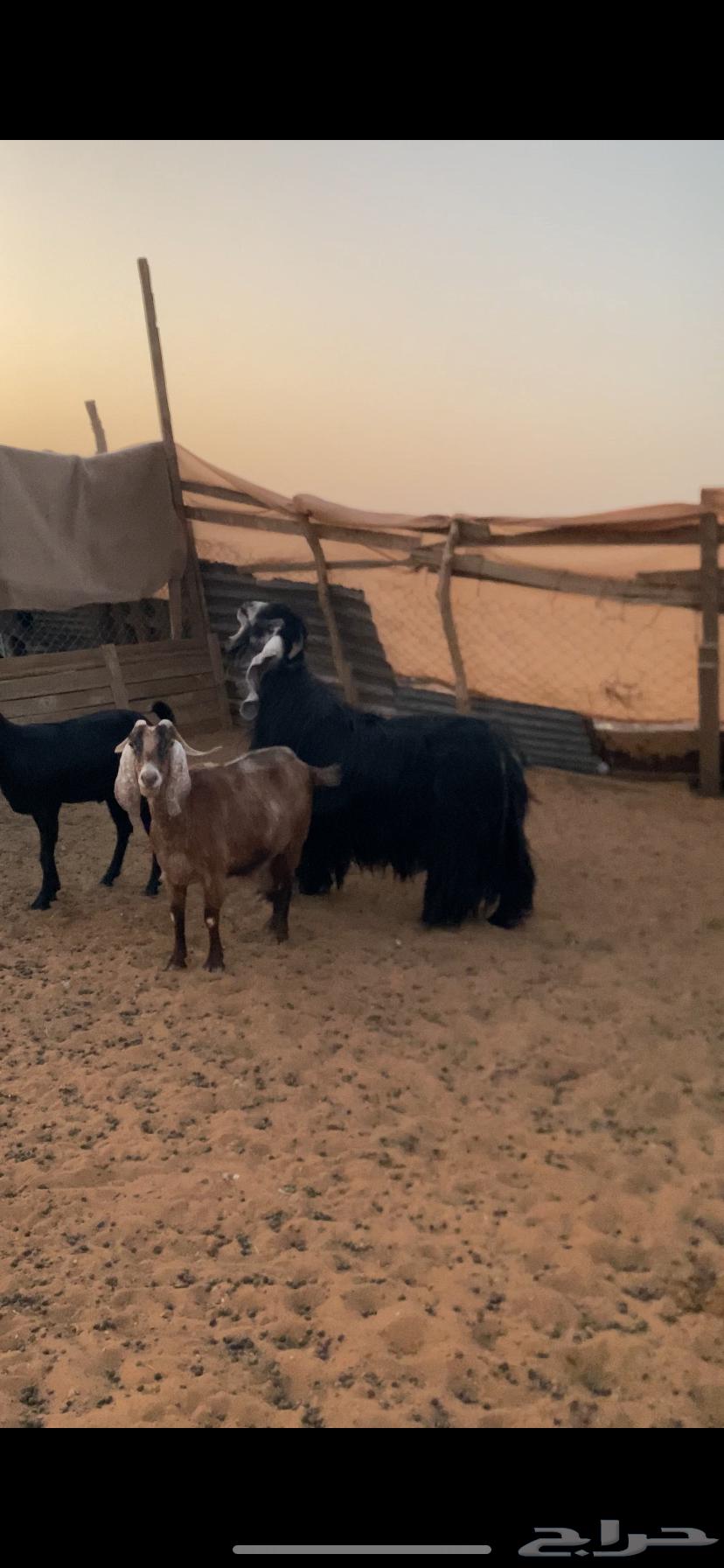 Temporary stallion64373373736321111