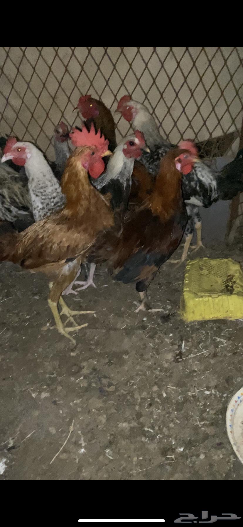 ديكه بلدي64376289437826112