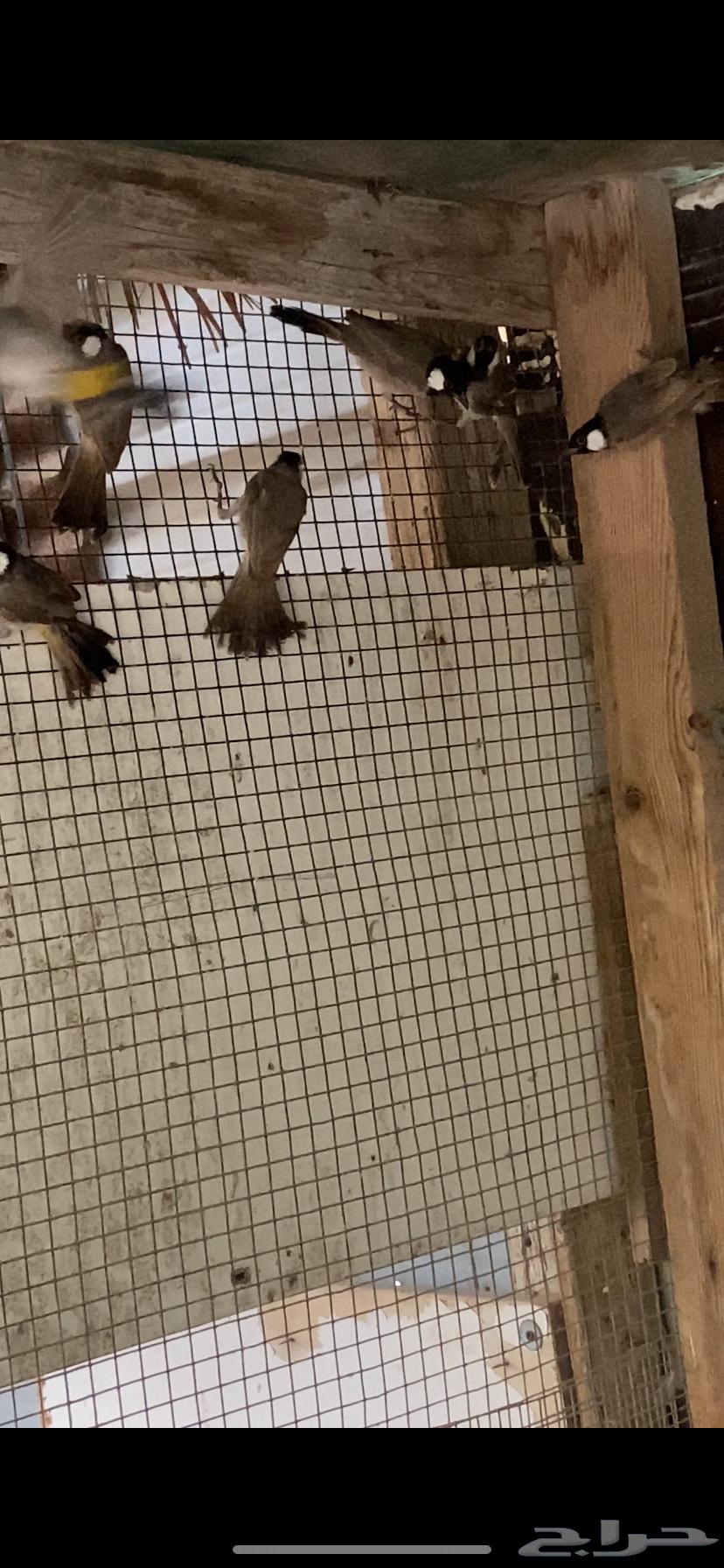 بلابيل حساوي حظيره64372375222785110