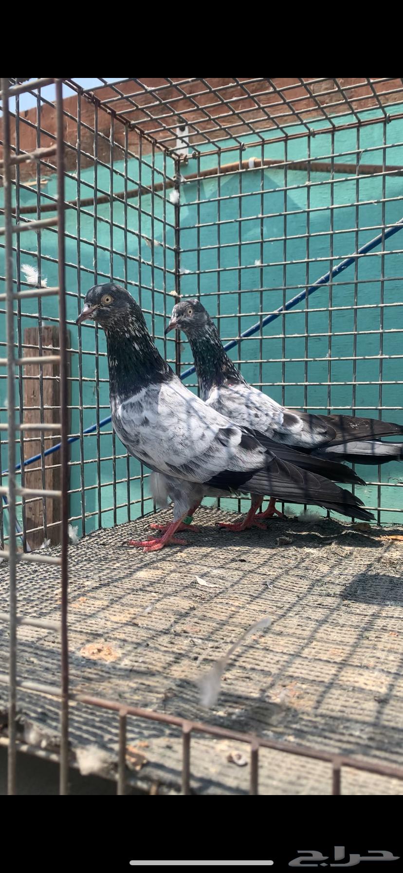 للبيع زوج سهران بوري بيور64366702951043111