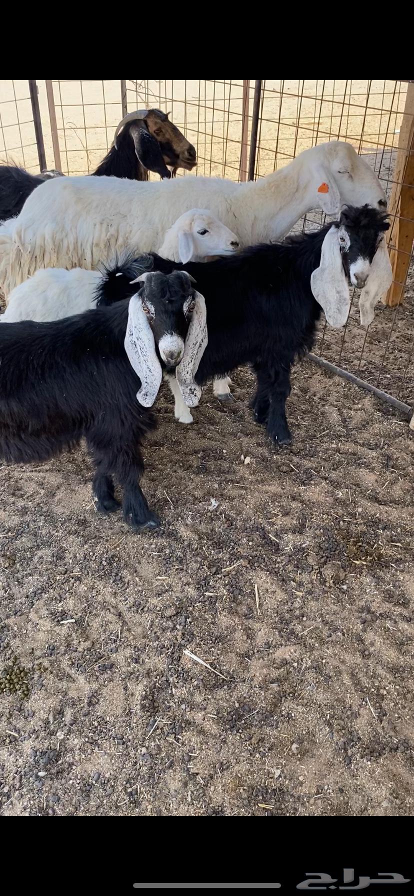 تيوس طيبه64369226564867111