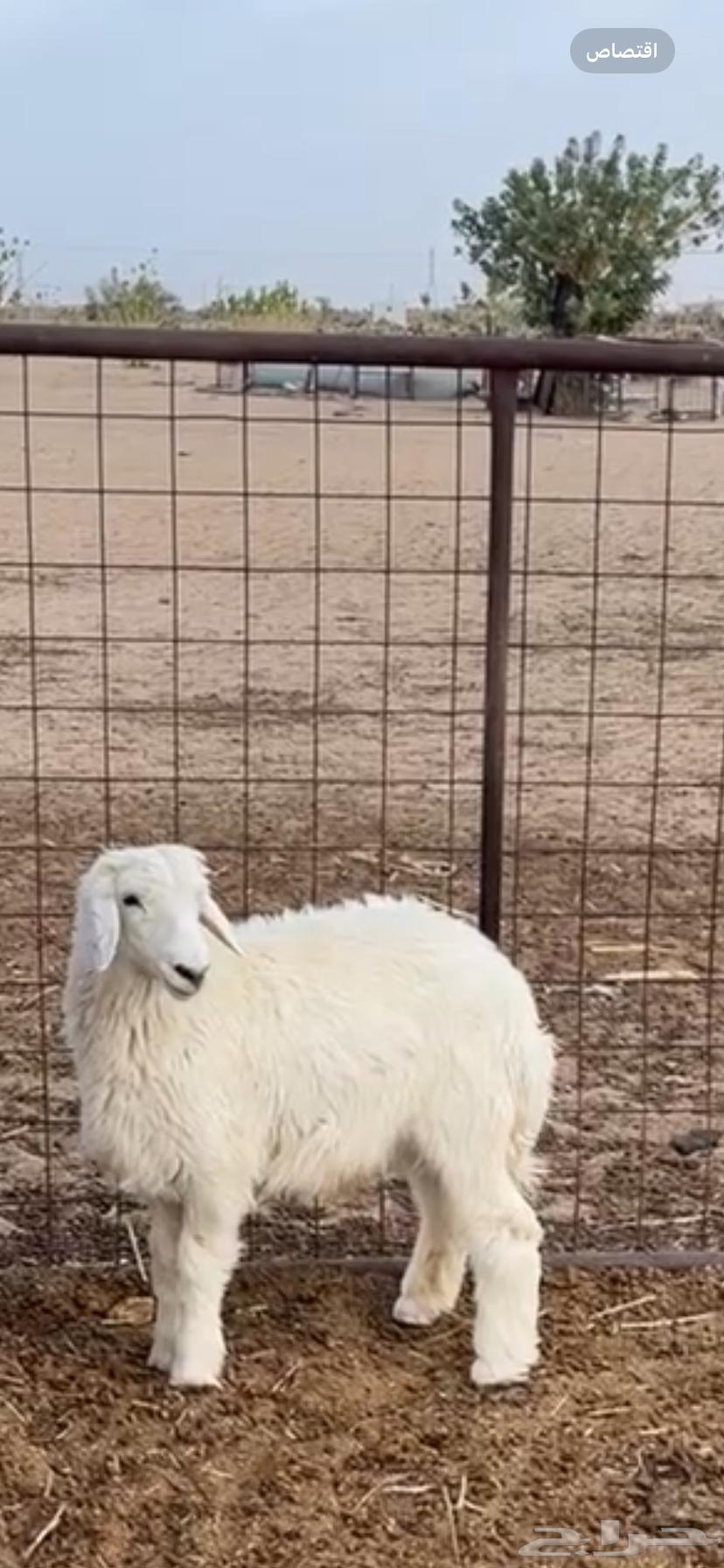 للبيع طلي طيبه وشحم64371176458753111