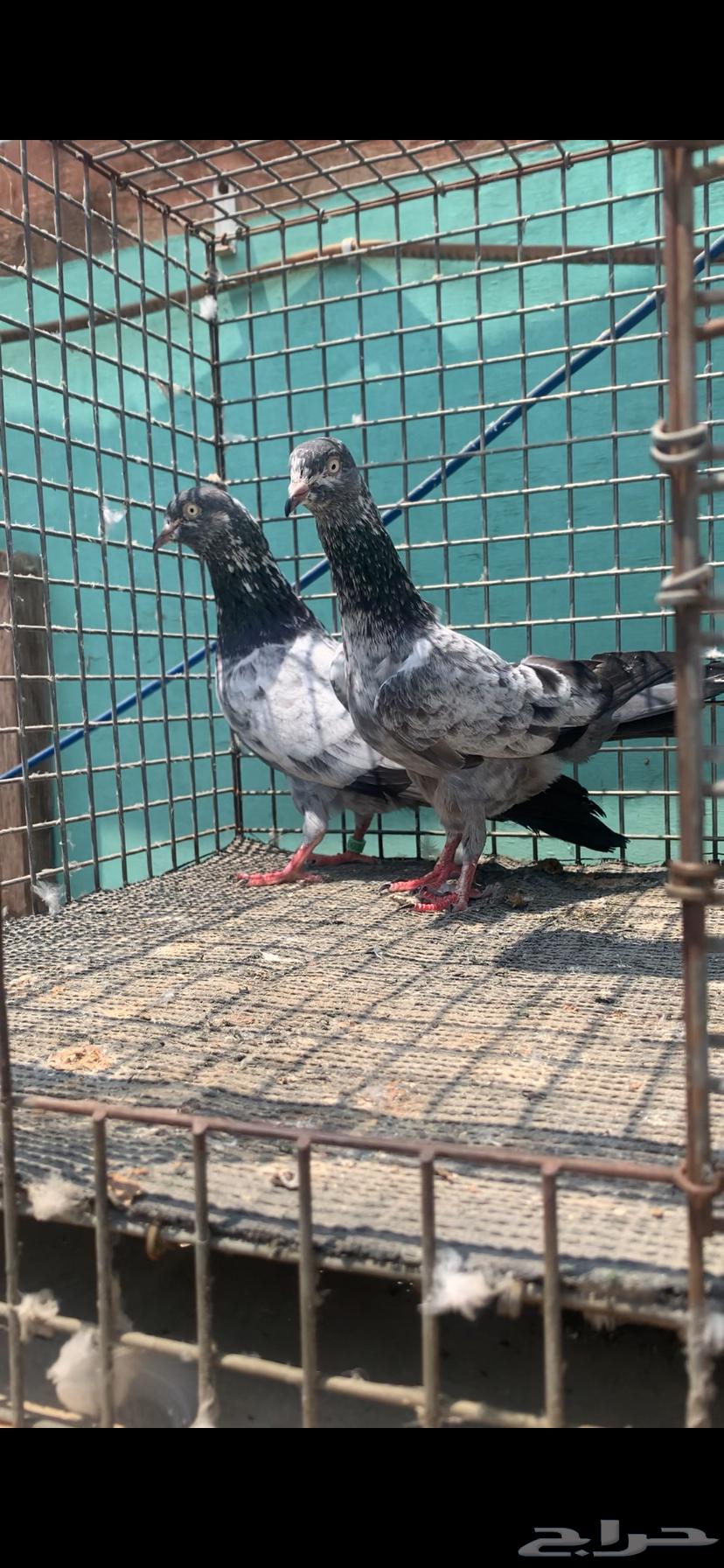 للبيع زوج سهران بوري بيور64366702951043112