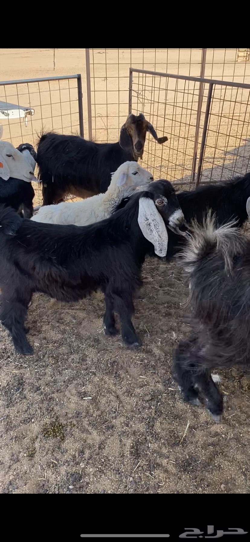 تيوس طيبه64369226564867110