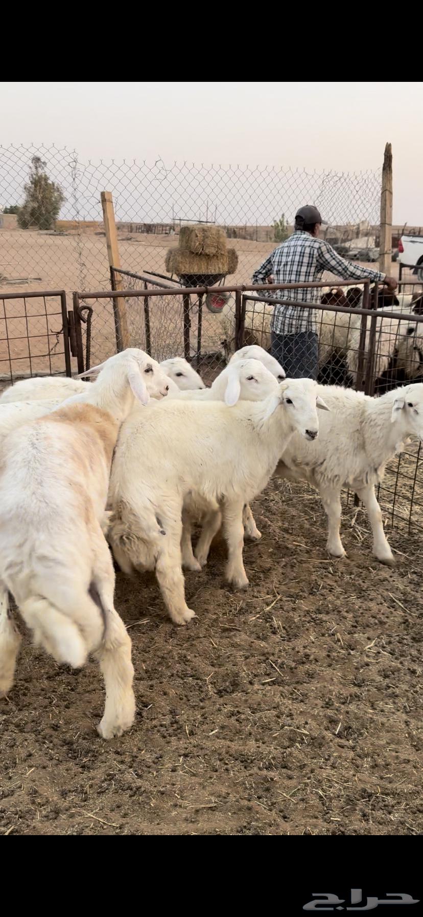 طليان حريات64373536418946111