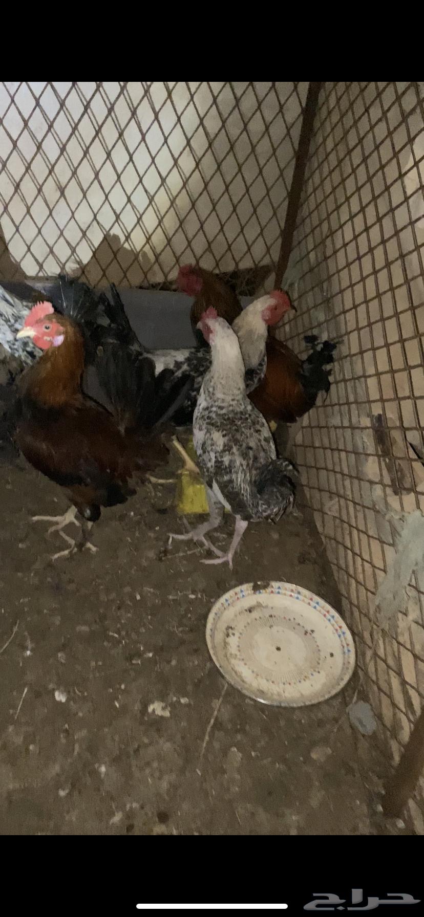 ديكه بلدي64376289437826113