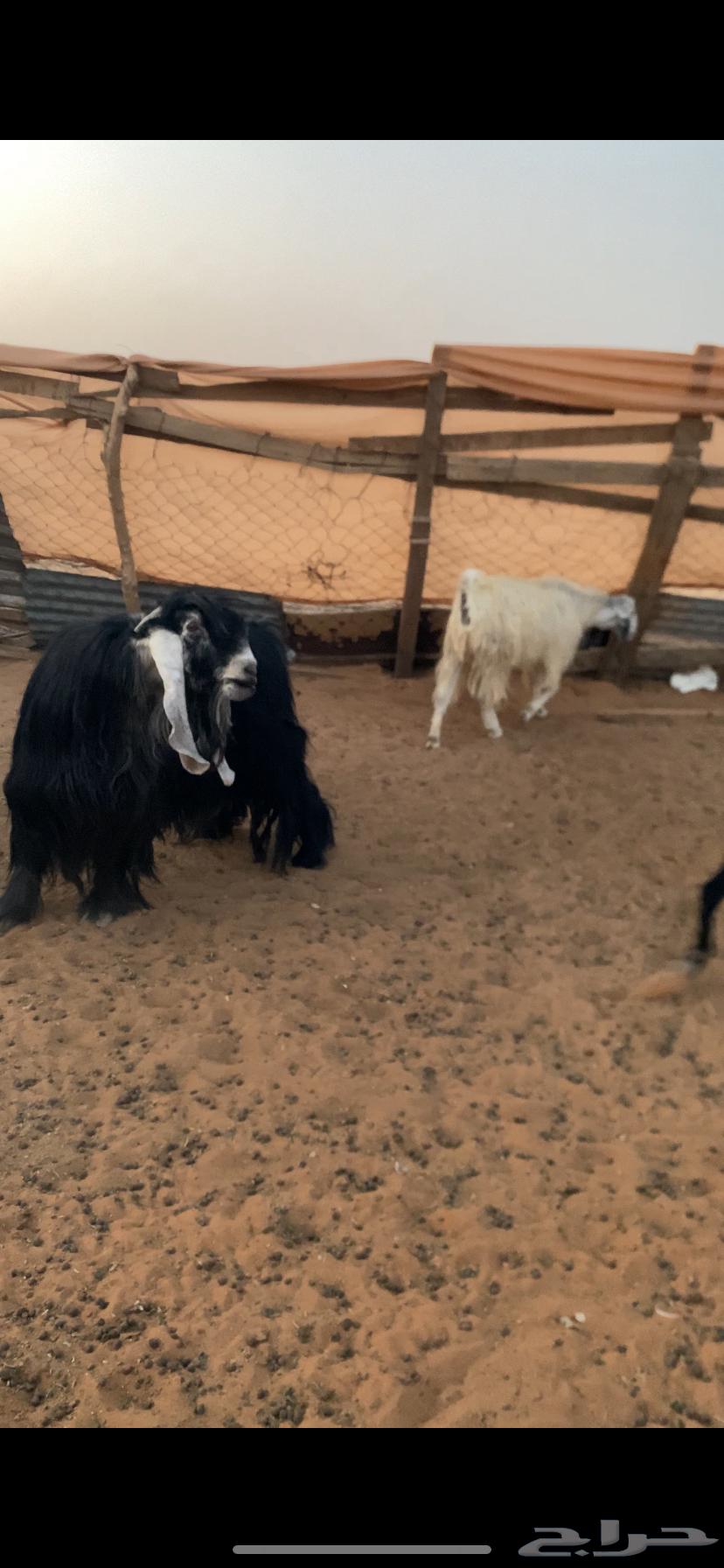 Temporary stallion64373373736321112