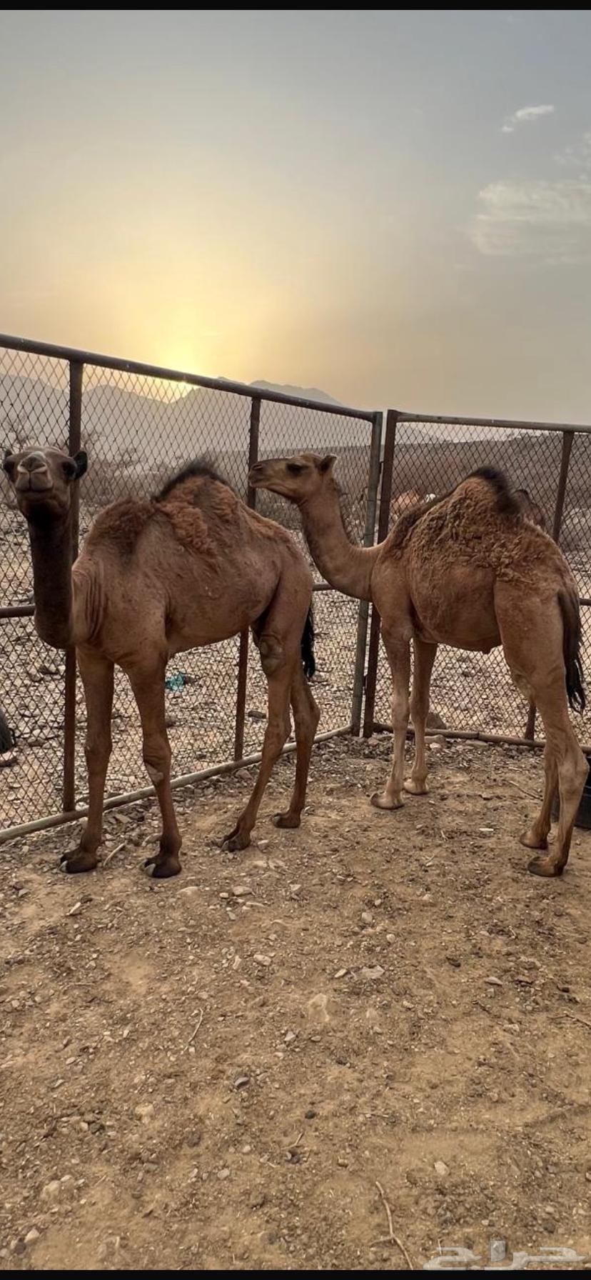 حشو قعدان للبيع64364409911299110