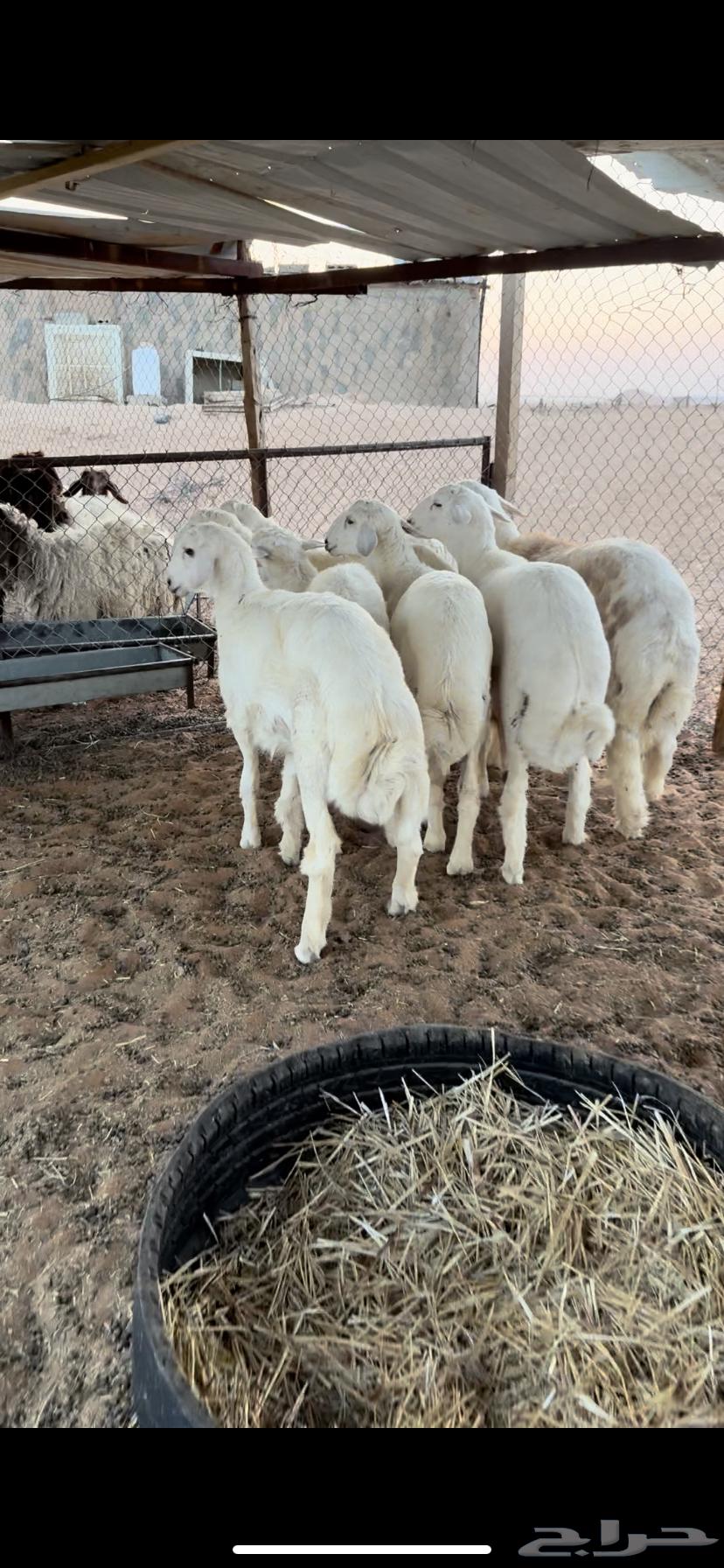 طليان حريات64373536418946112