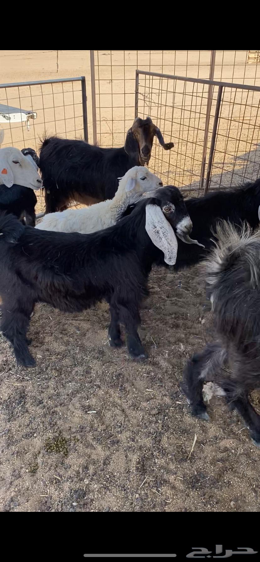 تيوس طيبه64369226564867112