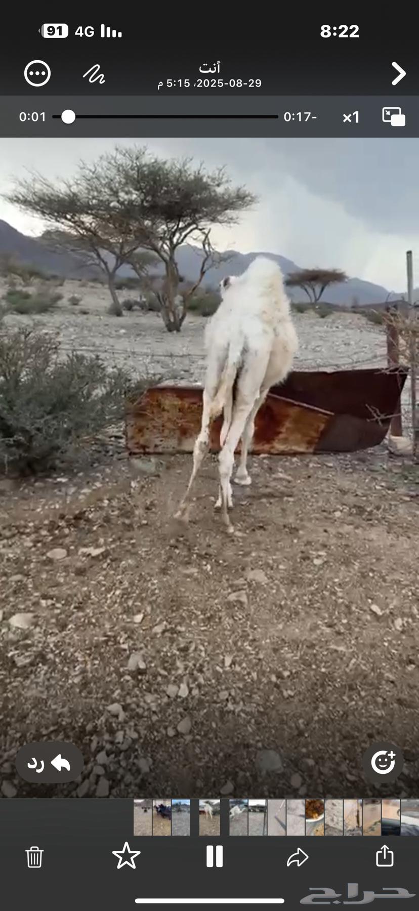 قعدان للبيع64374304733955110