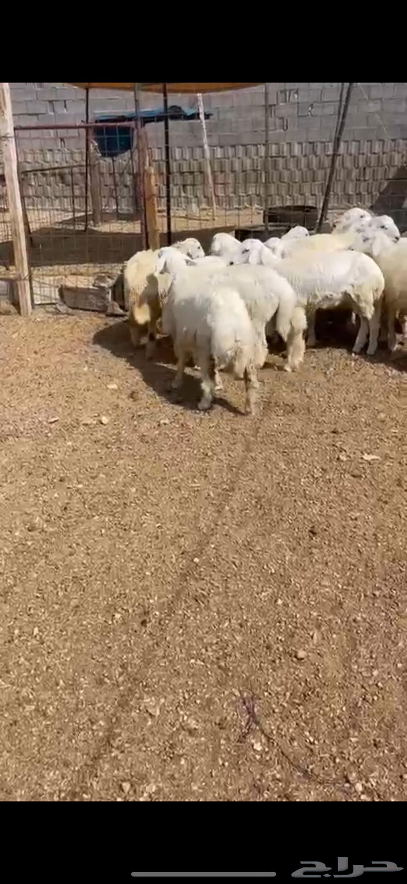 Sheep and goats for sale with slaughter, delivery, and packaging available64365499310339113