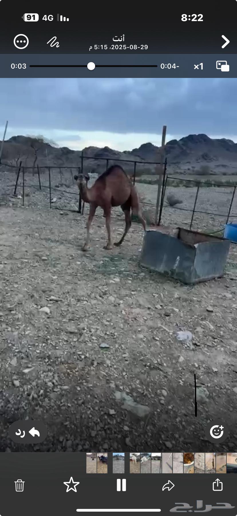 قعدان للبيع64374304733955111