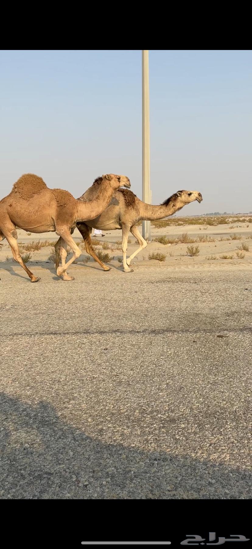 Camel calves of good lineage64374304699139113