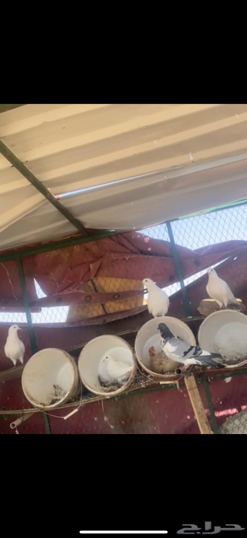 Hamman64366834254465113