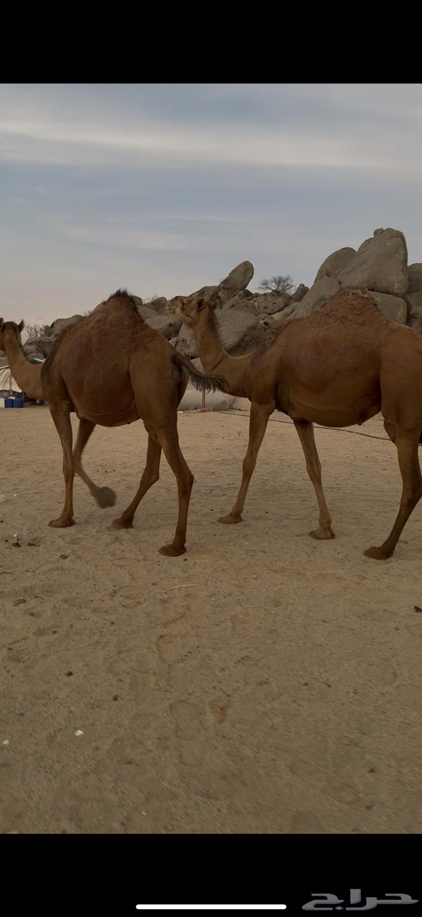 ناقتين سواحل خوات بعض64363547493250110