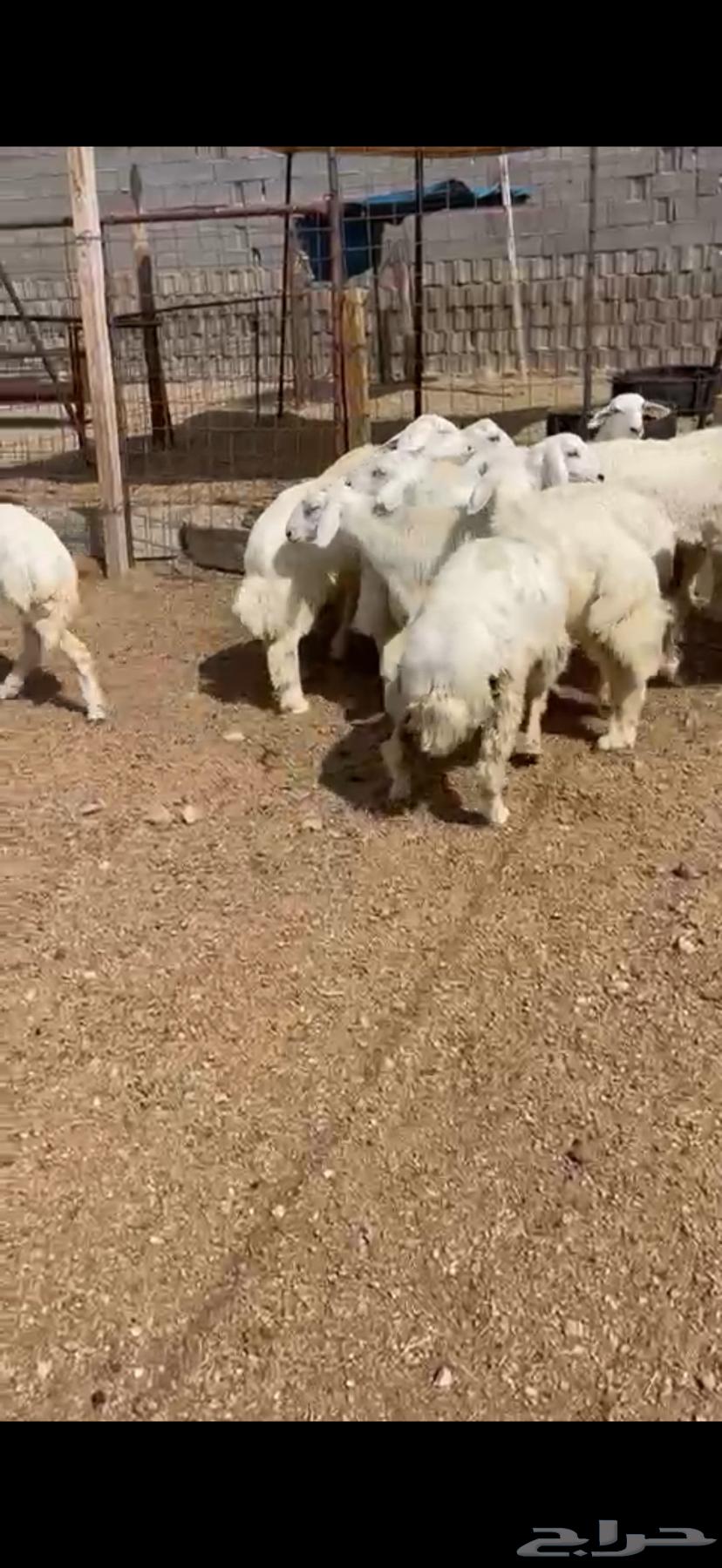 Sheep and goats for sale with slaughter, delivery, and packaging available64365499310339114