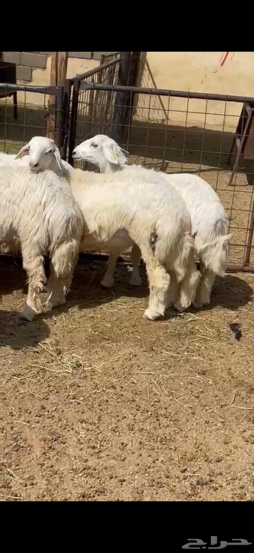 Sheep and goats for sale with slaughter, delivery, and packaging available64365499310339110