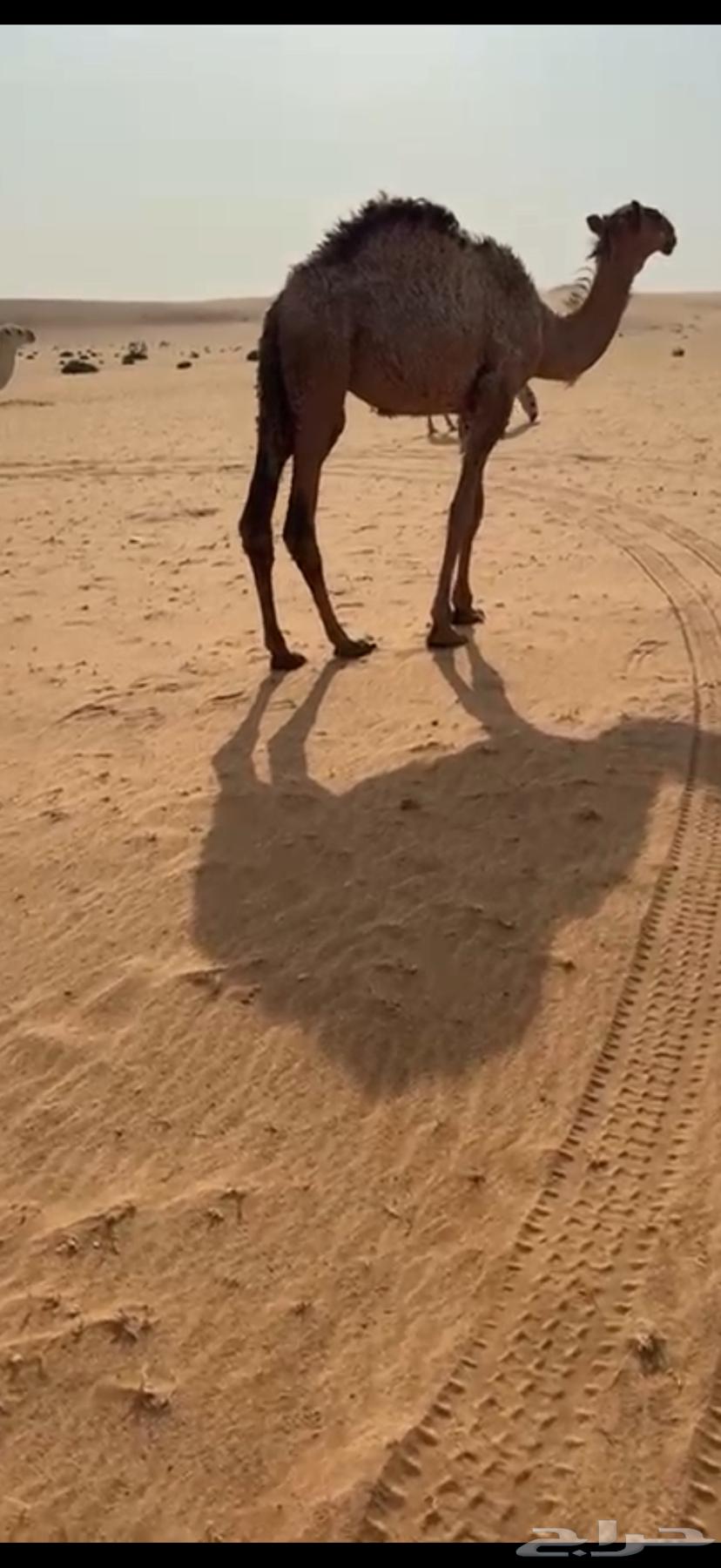 للبيع قعود قصب فل شحم عمره 9 شهور64371774093059110