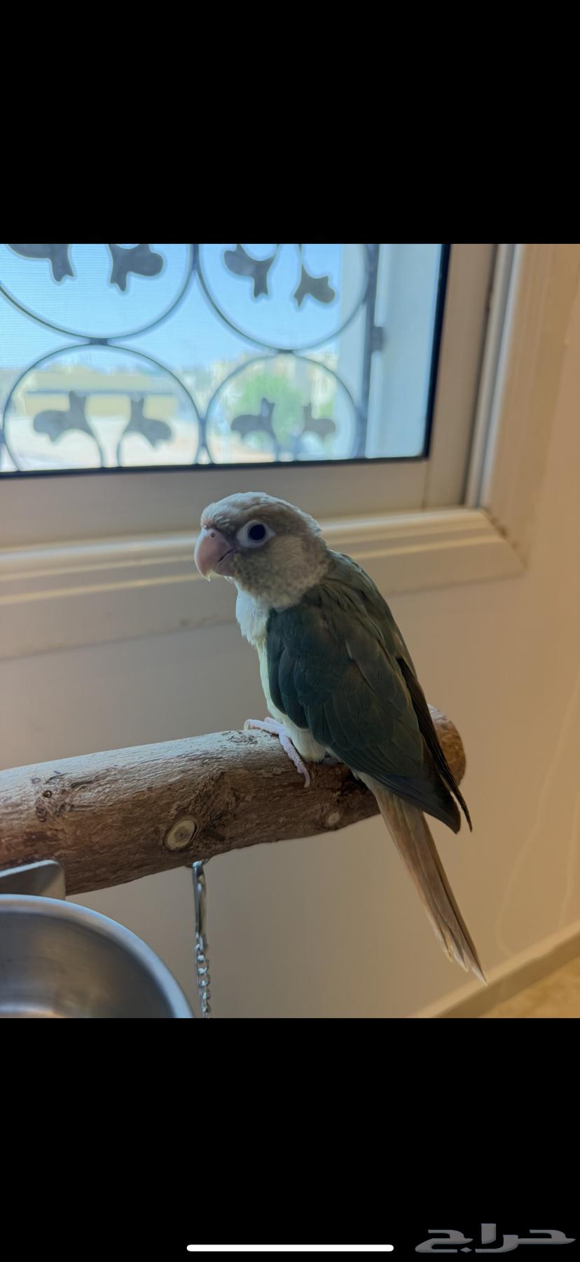 للبيع ببغاء كنيور سينمون تركواز64362559711873110